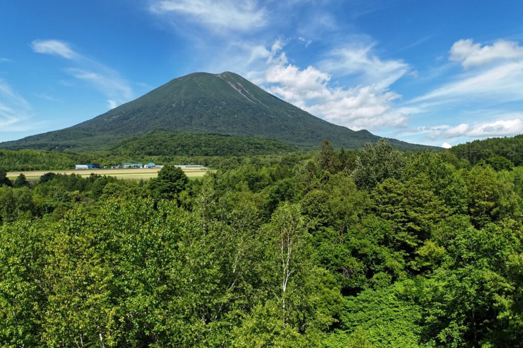 Kondo South Forest