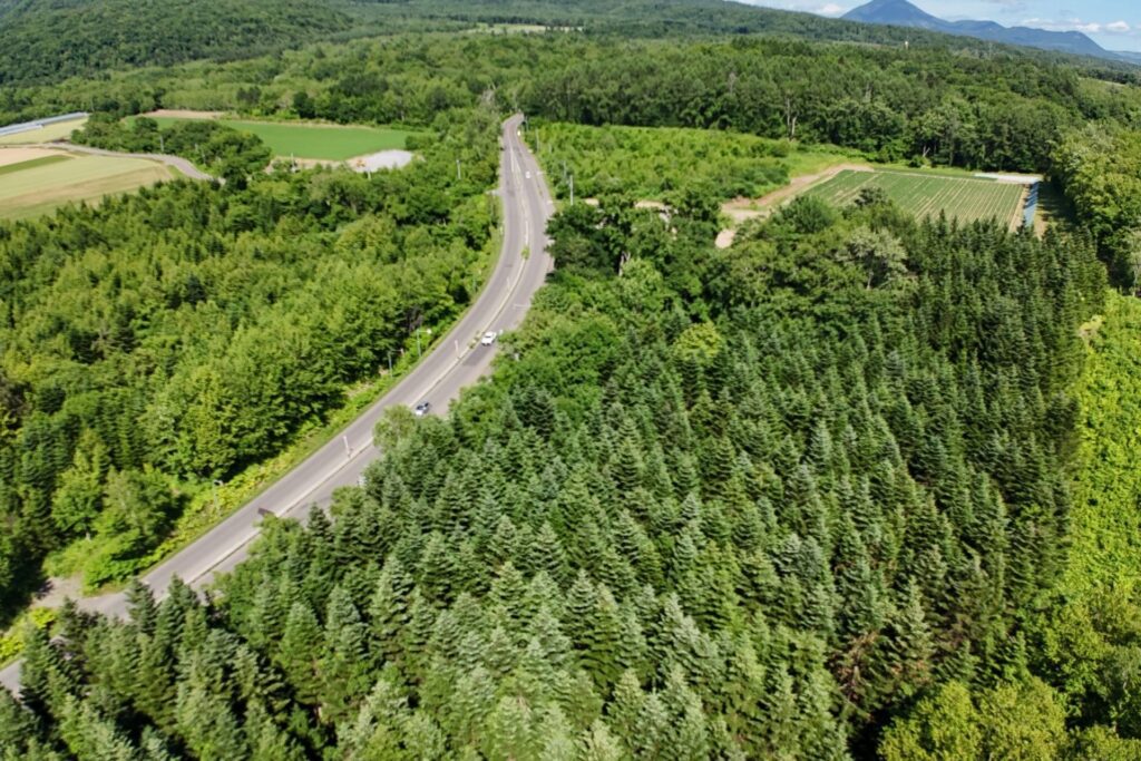 Kondo South Forest
