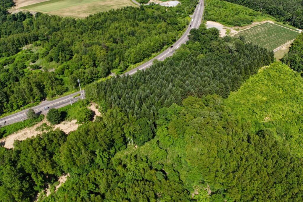 Kondo South forest