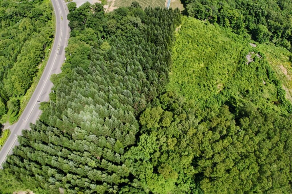 Kondo South forest