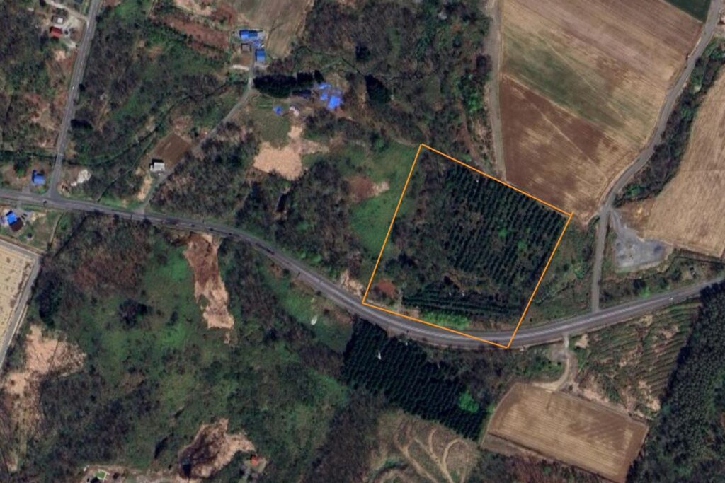 Kondo South Forest