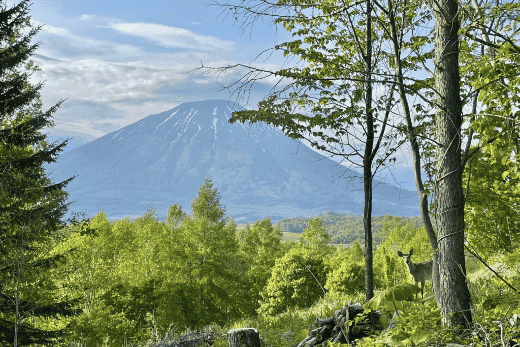 Rusutsu Block A Yotei with deer